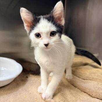 Bacon -  Domestic Short Hair Cat for Adoption in Palm Springs, California - Bacon | PetCurious