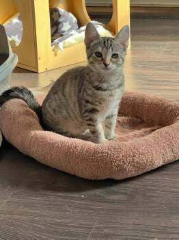 Loki -  Domestic Short Hair Cat for Adoption in Lunenburg, Massachusetts - Loki | PetCurious