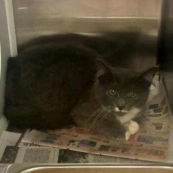 BBQ Pizza -  American Shorthair Cat for Adoption in Chattanooga, Tennessee - BBQ Pizza | PetCurious