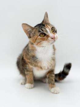 Ivy -  Domestic Short Hair Cat for Adoption in Bowling Green, Kentucky - Ivy | PetCurious
