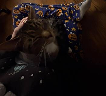 Domestic Short Hair Cats Available for Adoption - Vaughn (Davonte) | PetCurious