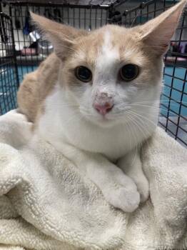 CHARM -  Domestic Short Hair Cat for Adoption in Long Beach, California - CHARM | PetCurious