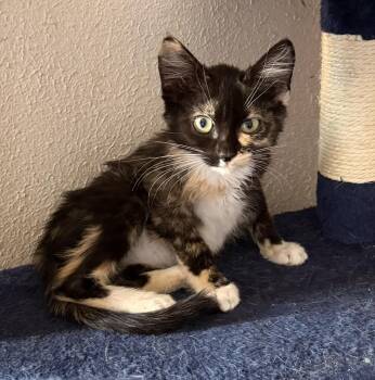 Stormy -  Domestic Short Hair Cat for Adoption in Pocatello, Idaho - Stormy | PetCurious