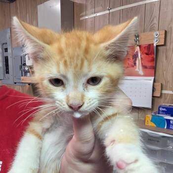 Norfolk -  Domestic Short Hair Cat for Adoption in Leander, Texas - Norfolk | PetCurious