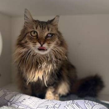 Lightning Bug -  Domestic Medium Hair Cat for Adoption in Cumming, Georgia - Lightning Bug | PetCurious