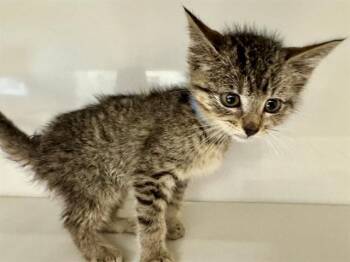 THEODORE -  Domestic Short Hair Cat for Adoption in Brentwood, Missouri - THEODORE | PetCurious