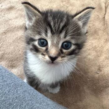 Miko -  Domestic Short Hair Cat Available for Adoption in Chapel Hill, North Carolina - Miko | PetCurious