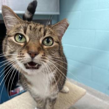 Tidbit -  Domestic Short Hair Cat for Adoption in Sarasota, Florida - Tidbit | PetCurious