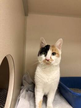 Texas Roadhouse -  Domestic Short Hair Cat Available for Adoption in New Hope, Pennsylvania - Texas Roadhouse | PetCurious