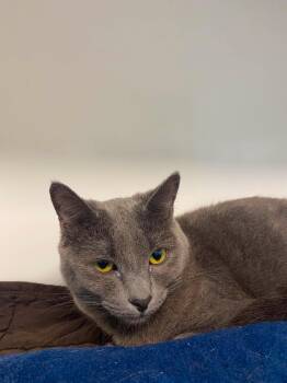 Cachou -  Domestic Short Hair Cat for Adoption in Delson, Quebec - Cachou | PetCurious