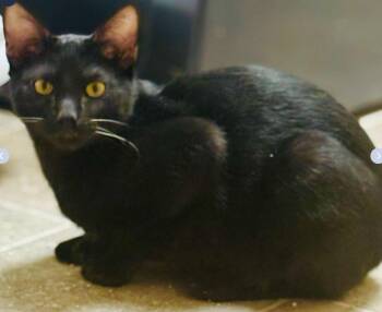 Domestic Short Hair Cats Available for Adoption in Walnut Creek, California - Raven (& Donny) | PetCurious