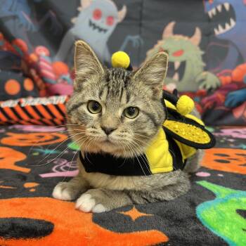 Ichabod -  Domestic Short Hair Cat for Adoption in Fairmont, Minnesota - Ichabod | PetCurious