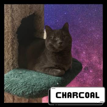 Rescue Domestic Short Hair Cats for Adoption in Suisun City, California - Charcoal | PetCurious