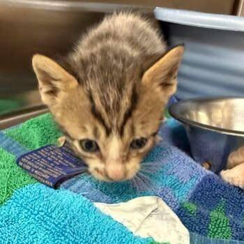 Domestic Short Hair Cats Available for Adoption in Beulaville, North Carolina - Ava | PetCurious