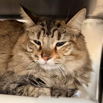Kara -  Domestic Long Hair Cat for Adoption in Palm Springs, California - Kara | PetCurious