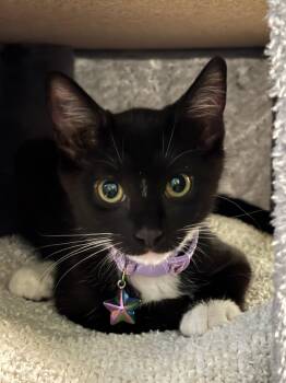Hermione -  Domestic Short Hair Cat for Adoption in Sacramento, California - Hermione | PetCurious