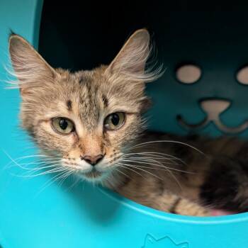 Tova -  Domestic Long Hair Cat for Adoption in Titusville, Florida - Tova | PetCurious
