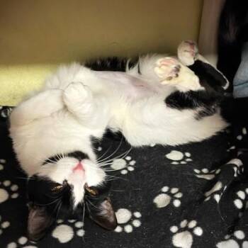 Tessa -  Domestic Short Hair Cat for Adoption in Wheaton, Illinois - Tessa | PetCurious