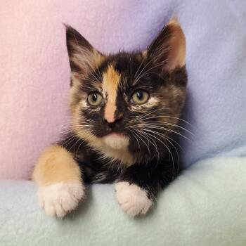 Rescue Calico Cats for Adoption in Marseilles, Illinois - Roe | PetCurious