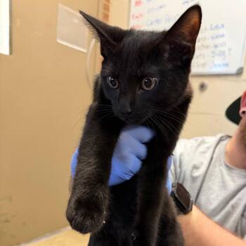 Jonah -  Domestic Short Hair Cat for Adoption in Birmingham, Alabama - Jonah | PetCurious
