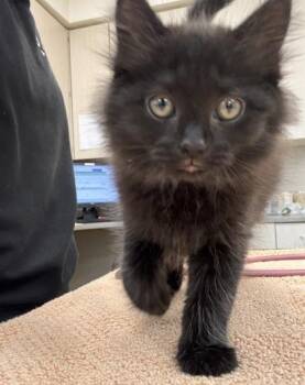 Domestic Short Hair Cats Available for Adoption in Westland, Michigan - Rowdy | PetCurious