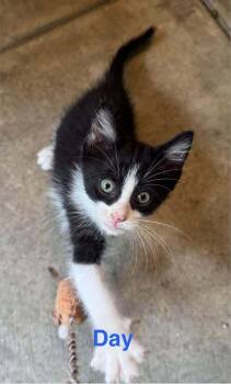 Day Barnum Ki. -  Domestic Short Hair Cat for Adoption in West Peoria, Illinois - Day Barnum Ki. | PetCurious