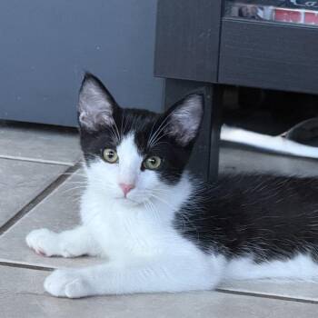 Petra -  Domestic Short Hair Cat for Adoption in Los Angeles, California - Petra | PetCurious