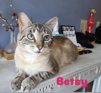 Domestic Short Hair Cats Available for Adoption - Betsy & Her Kittens Rita , Junior , Mr Softee | PetCurious