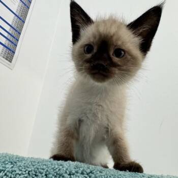 Siamese / Maine Coon kitten -  Maine Coon and Siamese Cat for Adoption in Brampton, Ontario - Siamese / Maine Coon Kitten | PetCurious