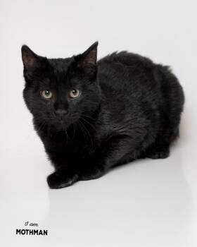 Domestic Short Hair Cats Available for Adoption - Mothman | PetCurious