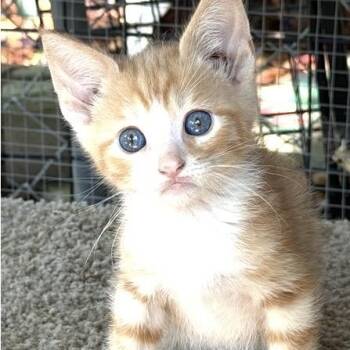Salmon -  Domestic Short Hair Cat for Adoption in Larkfield-wikiup, California - Salmon | PetCurious