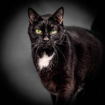 Domestic Short Hair Cats Available for Adoption in Herndon, Virginia - Edgar | PetCurious