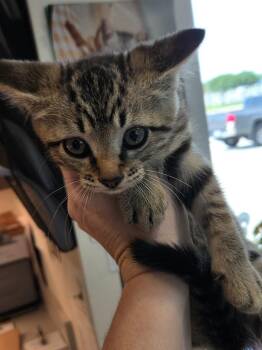 Domestic Short Hair Cats Available for Adoption in Bossier City, Louisiana - Dash | PetCurious