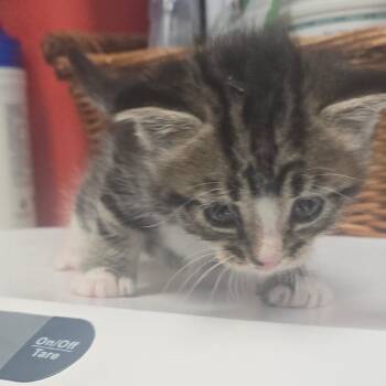 Turkey -  Domestic Short Hair Cat for Adoption in Milton, Florida - Turkey | PetCurious