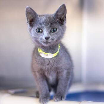 Theodosia Bonded to Jinx -  Domestic Short Hair Cat for Adoption - Theodosia Bonded To Jinx | PetCurious