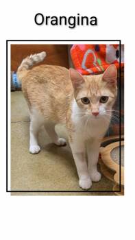 Domestic Short Hair Cats Available for Adoption in Caistor Centre, Ontario - Orangina | PetCurious