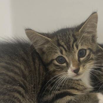 Crackle -  Domestic Short Hair Cat for Adoption in Columbus, Georgia - Crackle | PetCurious
