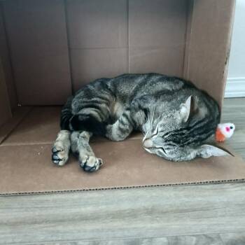 Toffee -  Domestic Short Hair Cat for Adoption in Ferndale, Washington - Toffee | PetCurious