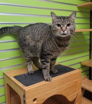 BROOKIE -  Domestic Short Hair Cat for Adoption in St. Peters, Missouri - BROOKIE | PetCurious