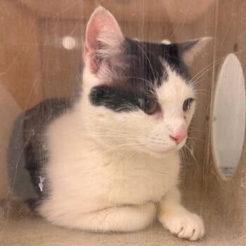 Albumen -  Domestic Short Hair Cat for Adoption in Philadelphia, Pennsylvania - Albumen | PetCurious