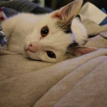 Oliver Twist -  Domestic Short Hair Cat for Adoption in Chattanooga, Tennessee - Oliver Twist | PetCurious