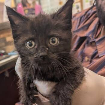 Utah -  Domestic Short Hair Cat for Adoption in Lynchburg, Virginia - Utah | PetCurious