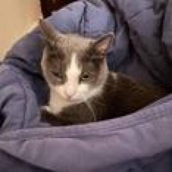 Maizy -  Domestic Short Hair and Mixed Breed Cat for Adoption in Chicago, Illinois - Maizy | PetCurious