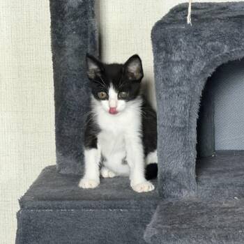 Asha -  Domestic Short Hair Cat for Adoption in Houston, Texas - Asha | PetCurious