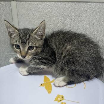 Domestic Short Hair Cats Available for Adoption in Clearwater, Florida - Cameron | PetCurious