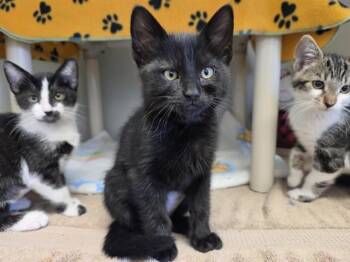 SABRINA -  Domestic Short Hair Cat for Adoption in Salinas, California - SABRINA | PetCurious