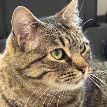 Sprocket ARC2025-438 -  Domestic Short Hair Cat for Adoption in Akron, New York - Sprocket ARC2025-438 | PetCurious