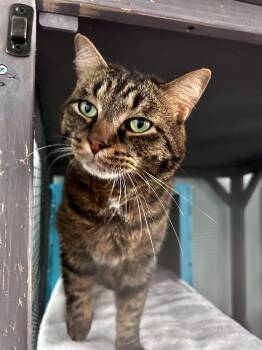 Merle -  Tabby Cat for Adoption in Grand Rapids, Michigan - Merle | PetCurious