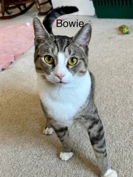Rescue Domestic Short Hair Cats for Adoption in Wilmington, North Carolina - BOWIE | PetCurious
