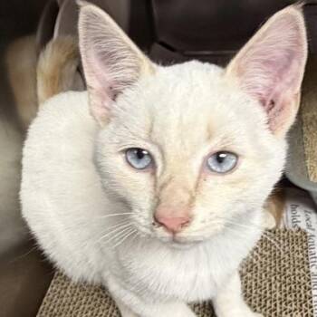 Rescue Domestic Short Hair Cats for Adoption in North Myrtle Beach, South Carolina - Lemoine | PetCurious